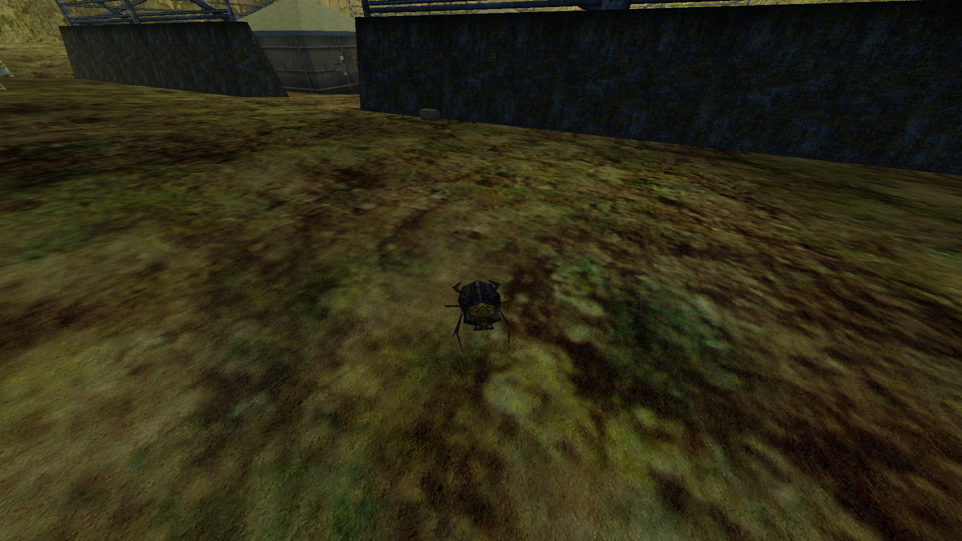 Land beetle