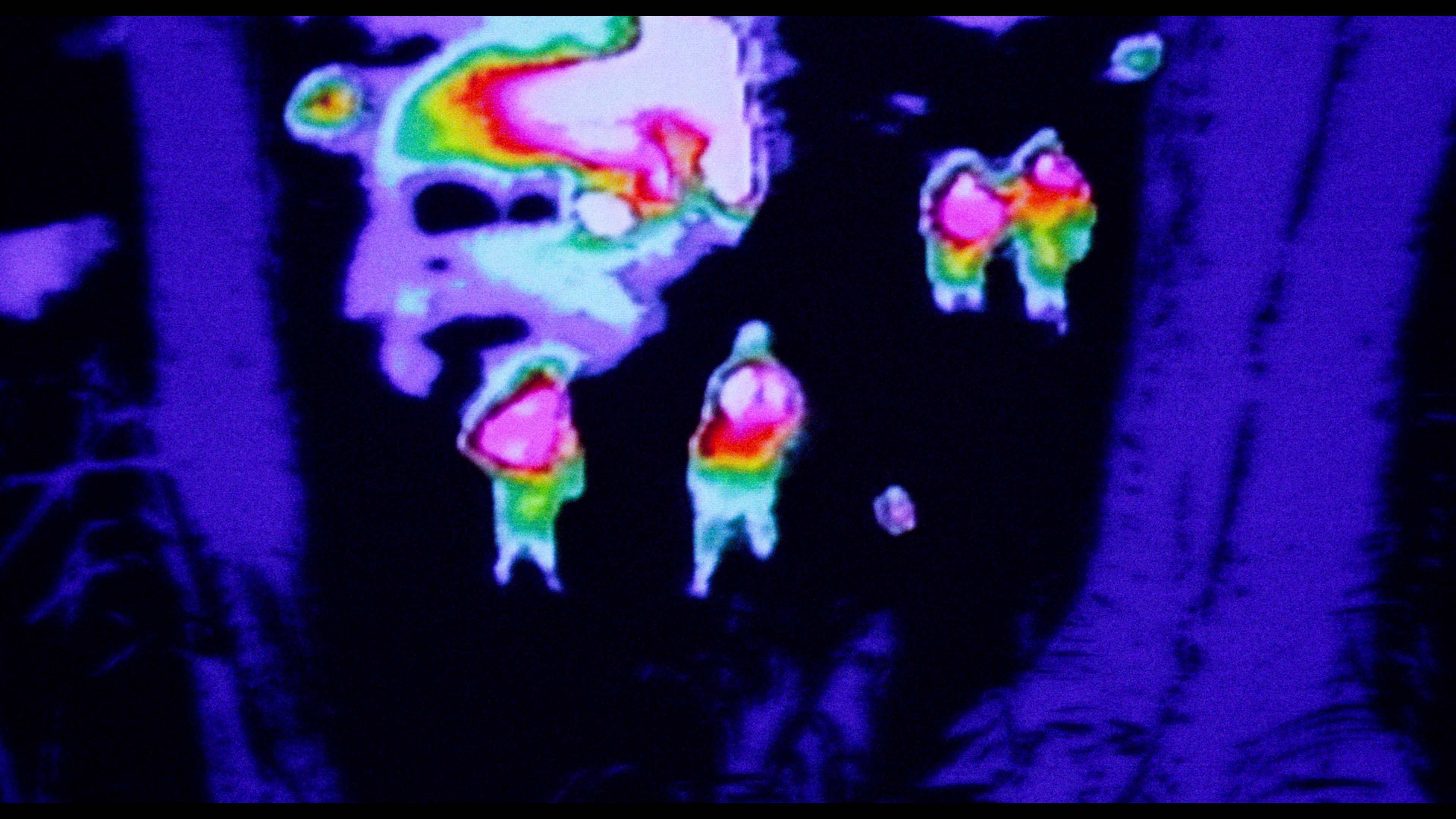 Predator vision